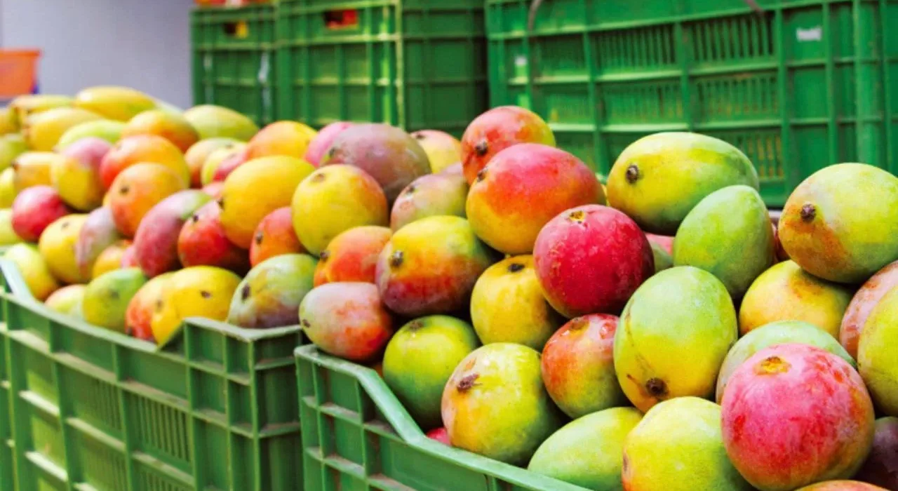 Cosecha de mango