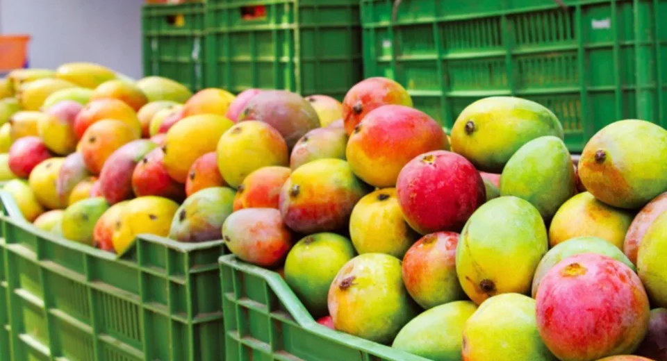 Cosecha de mango