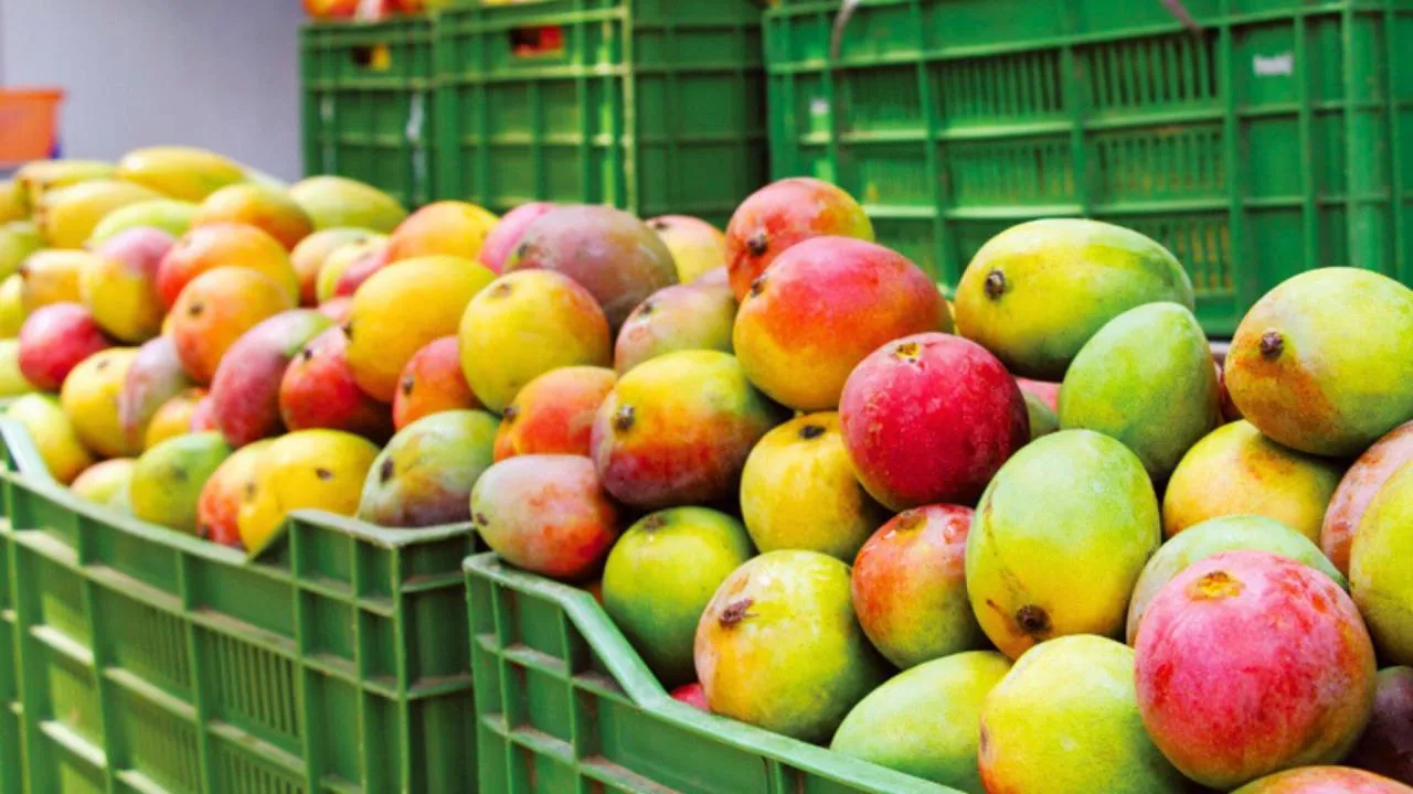 Cosecha de mango