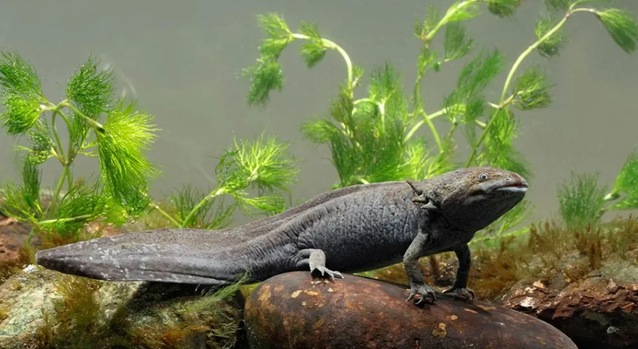 El ajolote del altiplano y su importancia en el equilibrio de ecosistemas de montaña