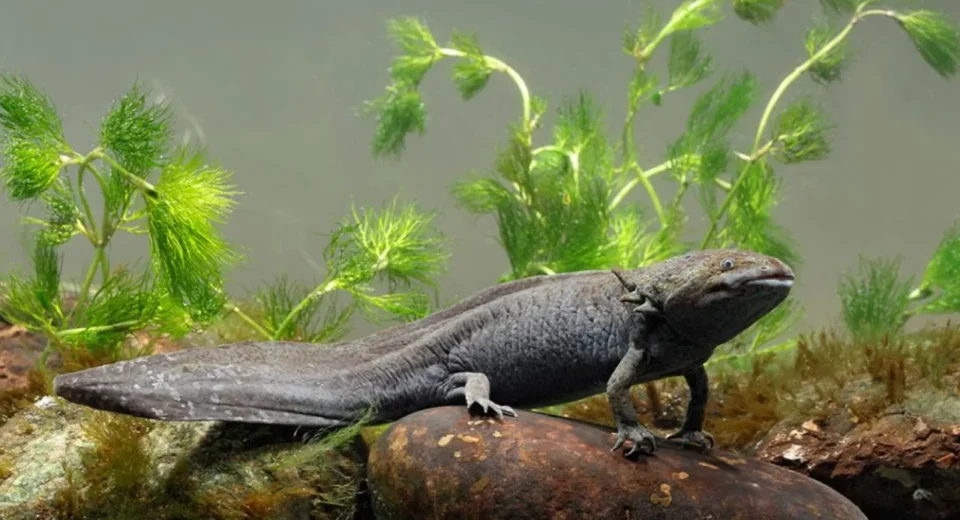 El ajolote del altiplano y su importancia en el equilibrio de ecosistemas de montaña