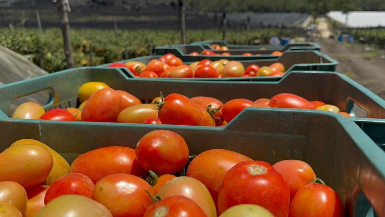 Transformaciones en el mercado del jitomate