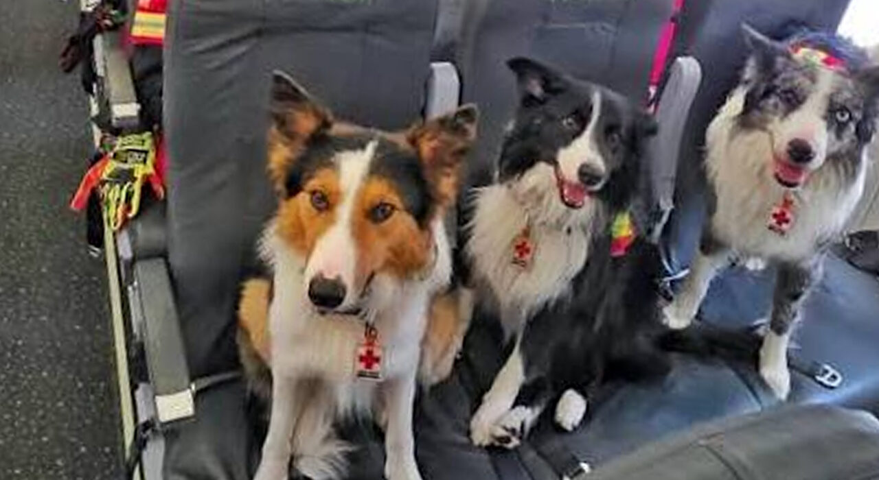 Héroes de cuatro patas: Los perros rescatistas mexicanos que salvan vidas en Venezuela