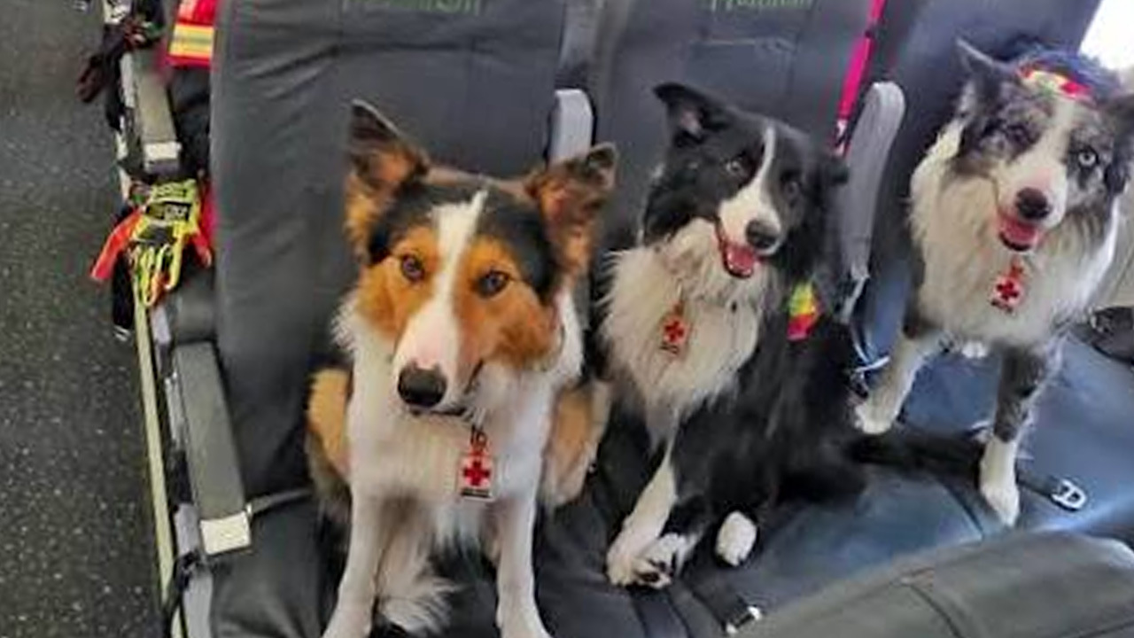Héroes de cuatro patas: Los perros rescatistas mexicanos que salvan vidas en Venezuela