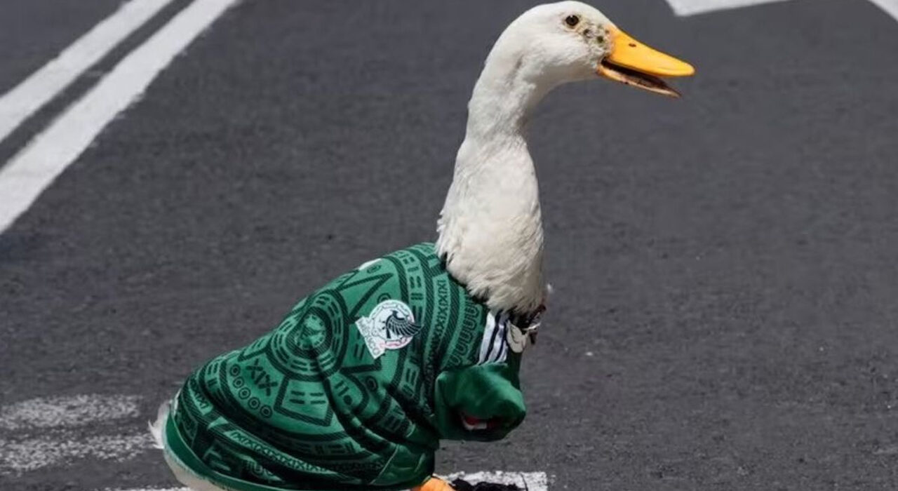 el pato