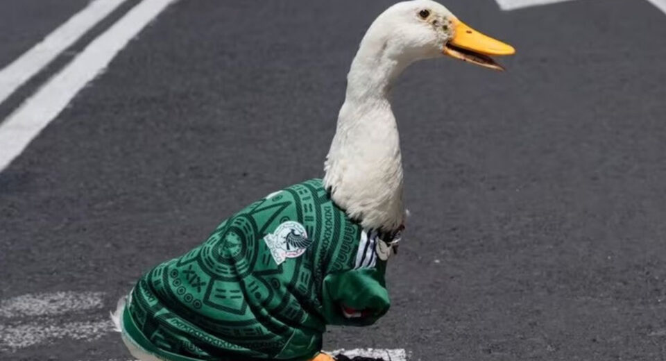el pato