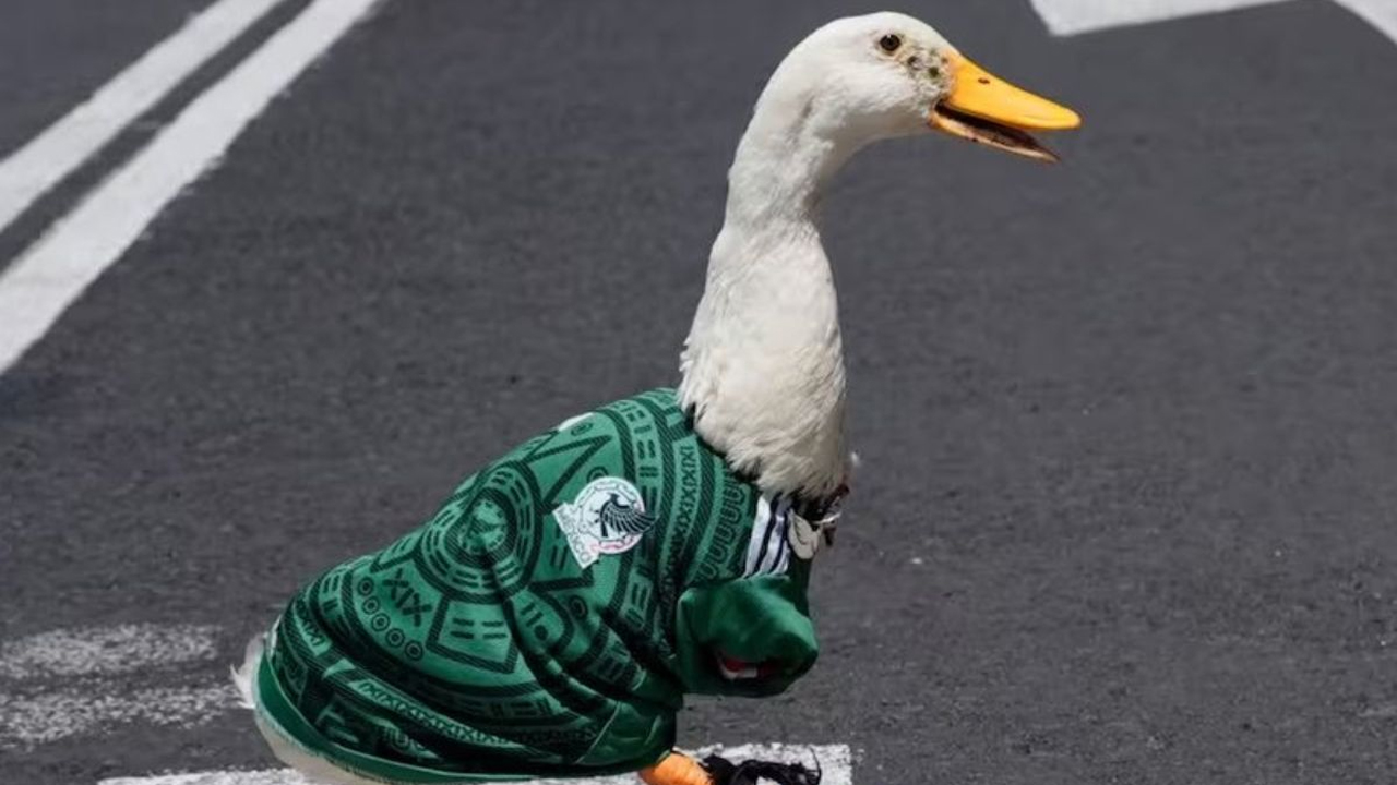 el pato