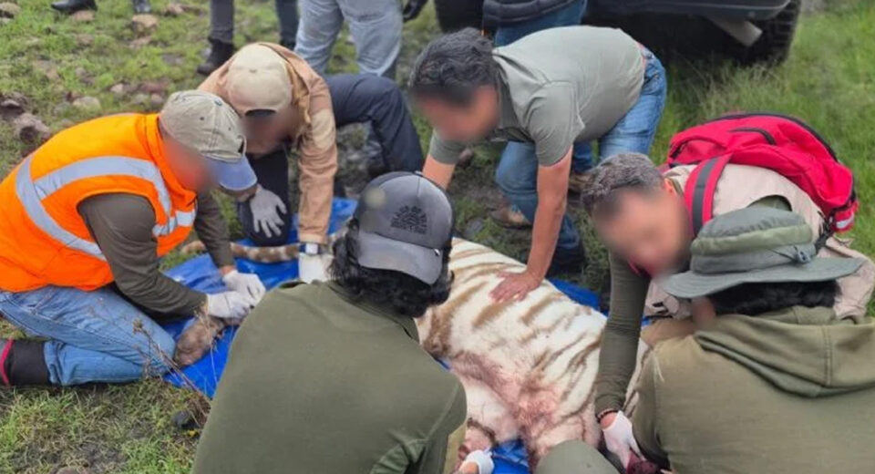 Capturan tigre de bengala en Tepetlaoxtoc tras cinco días de operativo