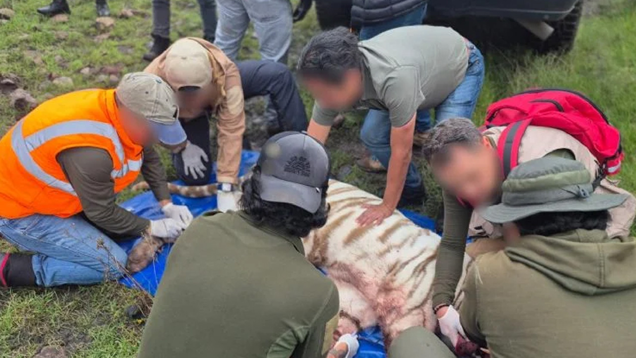 Capturan tigre de bengala en Tepetlaoxtoc tras cinco días de operativo