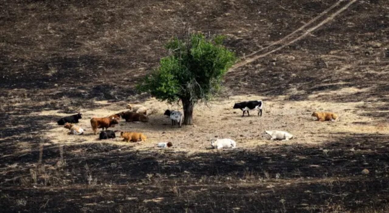 Incendios en España ponen en riesgo a cientos de animales y evidencian la falta de protocolos de rescate