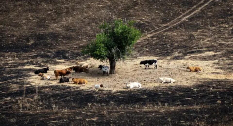 Incendios en España ponen en riesgo a cientos de animales y evidencian la falta de protocolos de rescate
