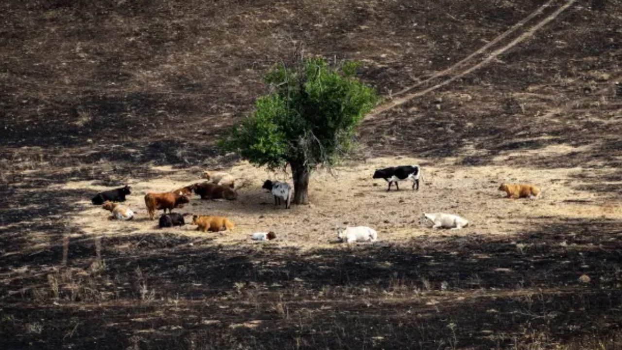 Incendios en España ponen en riesgo a cientos de animales y evidencian la falta de protocolos de rescate