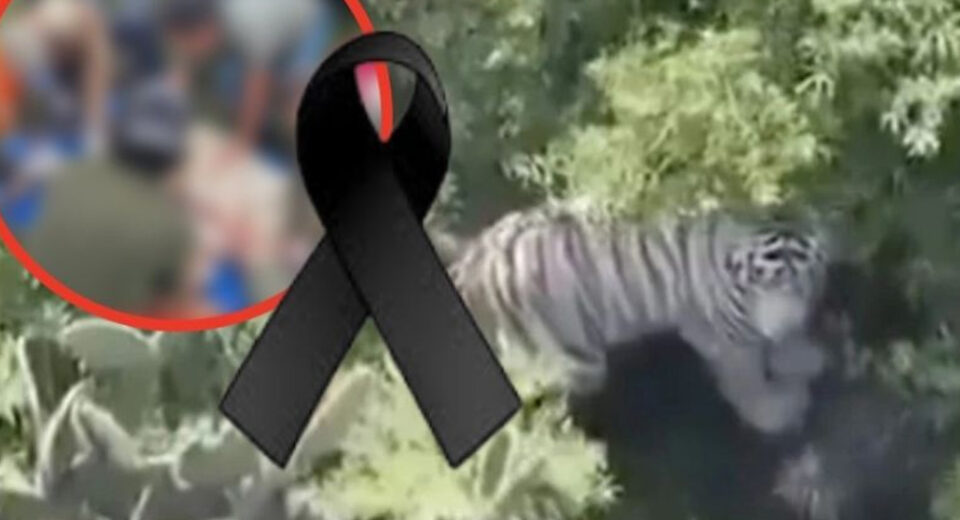 Profepa recibe necropsia del tigre Kenzo; informe apunta a disparo como causa de muerte