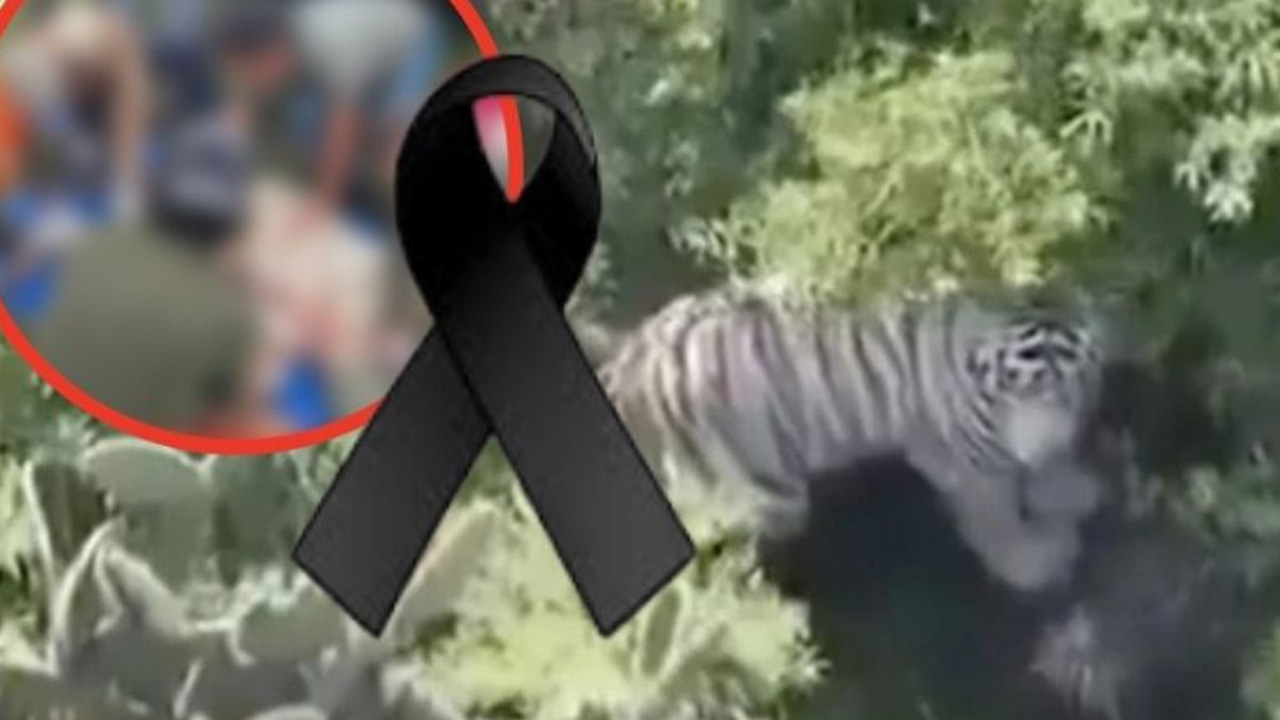 Profepa recibe necropsia del tigre Kenzo; informe apunta a disparo como causa de muerte