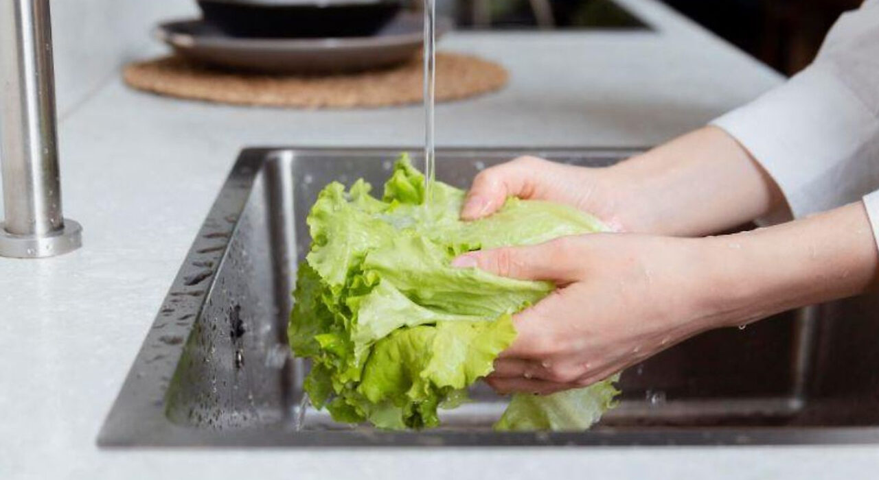 lechuga
