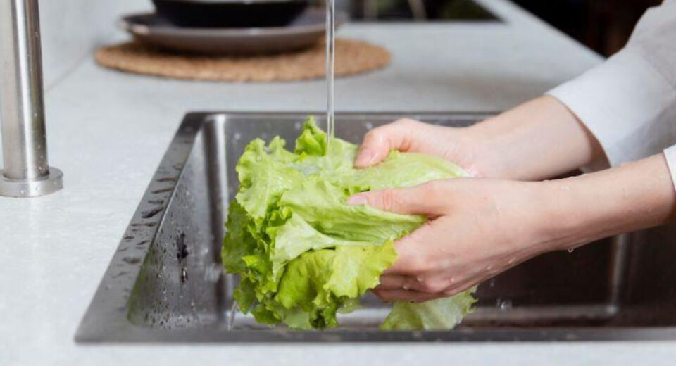 lechuga