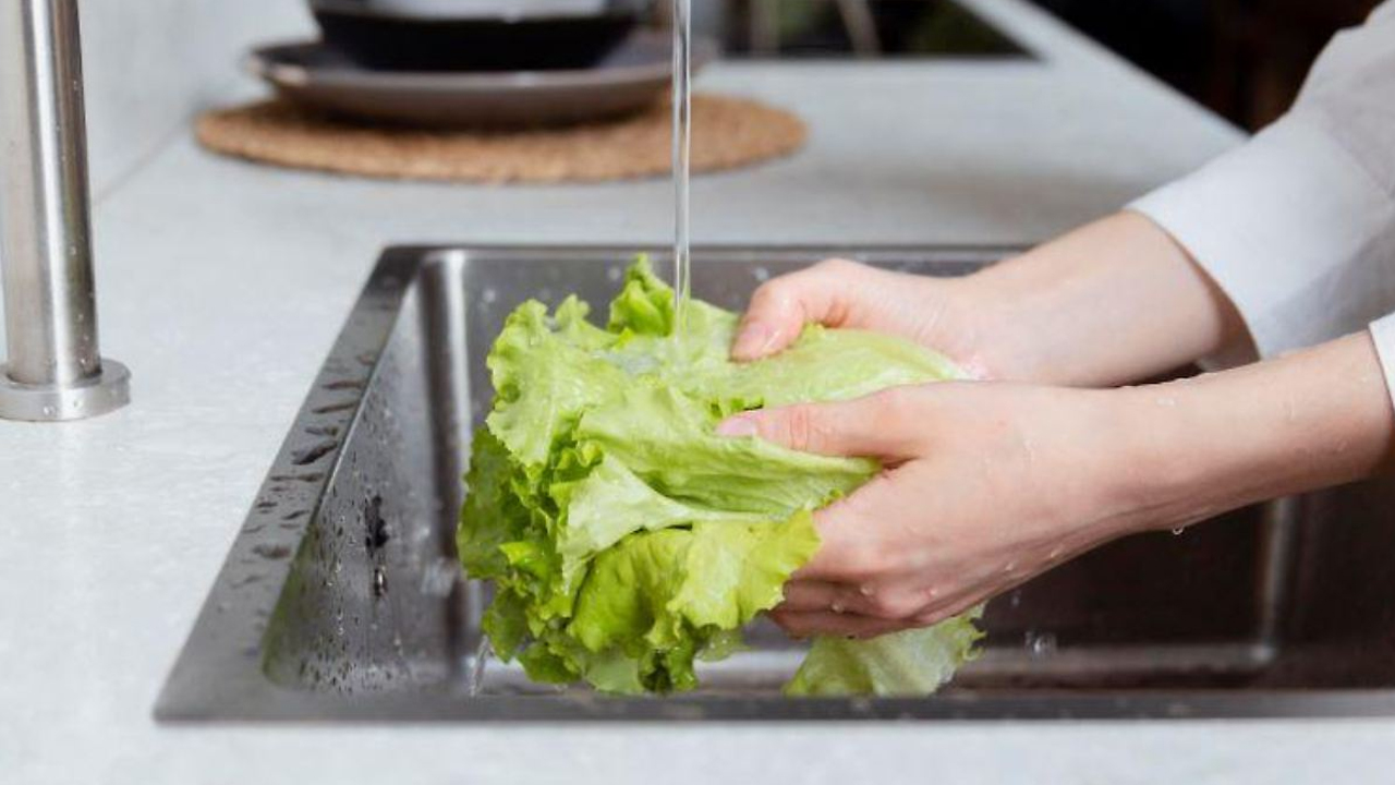 lechuga
