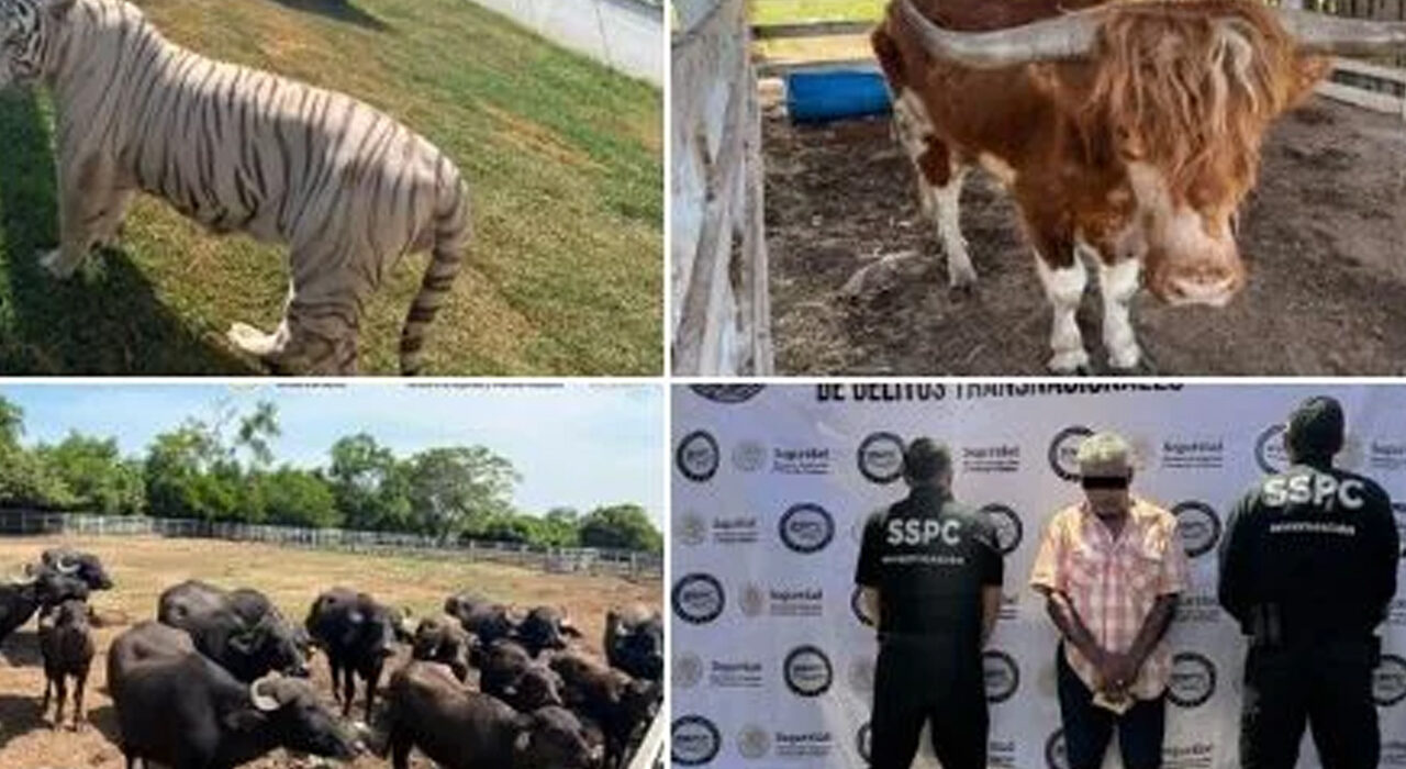 Aseguran tigres, jaguares y 135 animales exóticos durante operativo en Tamaulipas