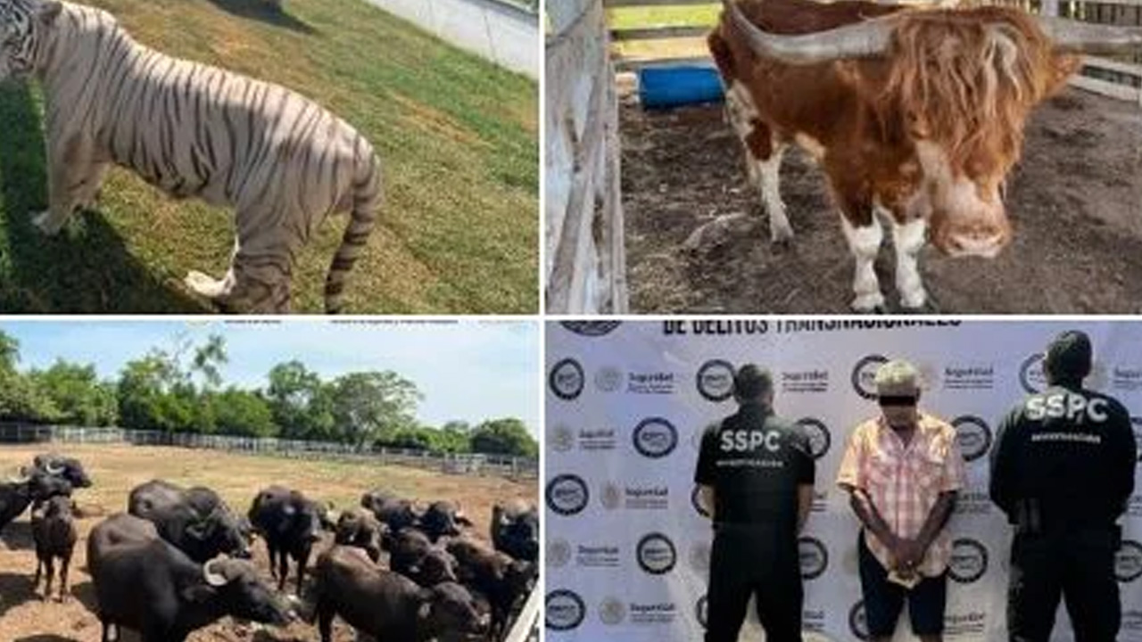 Aseguran tigres, jaguares y 135 animales exóticos durante operativo en Tamaulipas