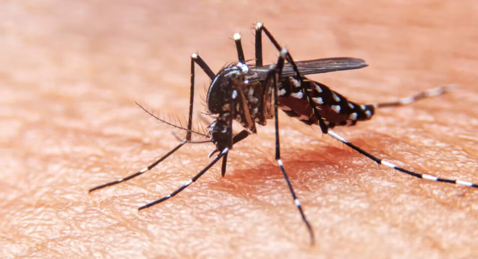 Dengue baja más de 30% en México, pero Salud alerta: los casos podrían aumentar en 2027
