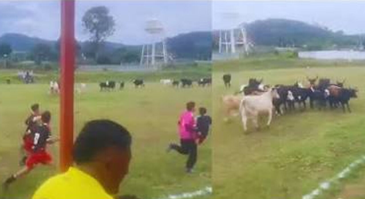 ¡Se metieron al partido! Rebaño de vacas invade cancha de futbol en Michoacán y causa caos
