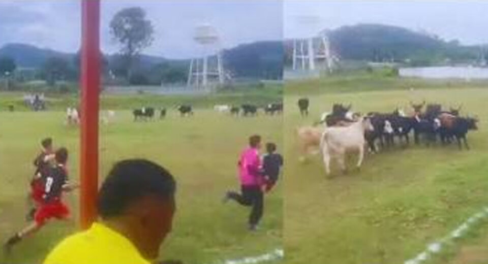 ¡Se metieron al partido! Rebaño de vacas invade cancha de futbol en Michoacán y causa caos