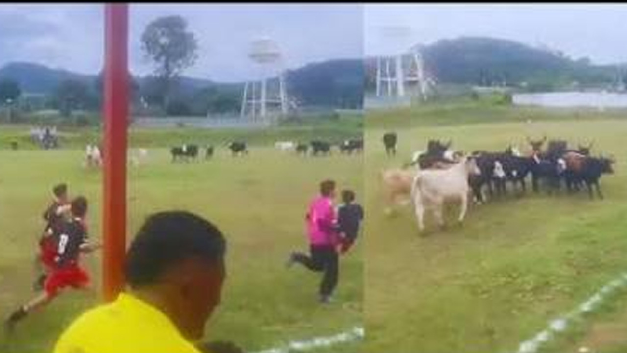 ¡Se metieron al partido! Rebaño de vacas invade cancha de futbol en Michoacán y causa caos